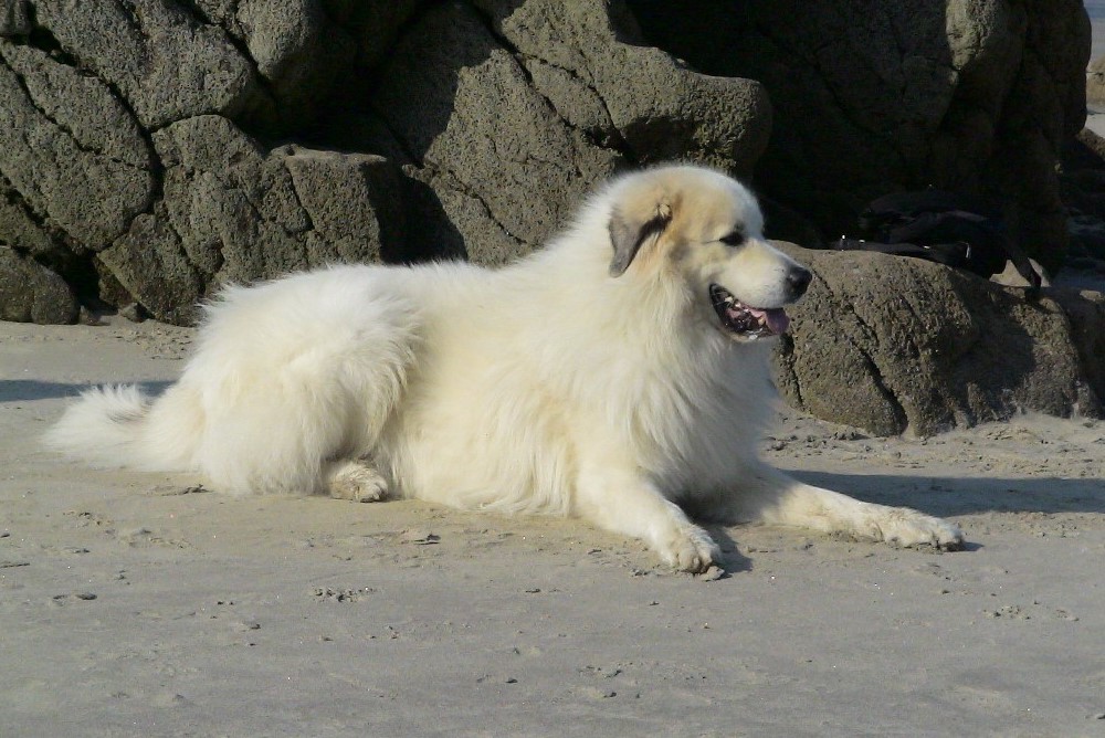 Pyrenäenberghund - Aragorn - Gruppenbild