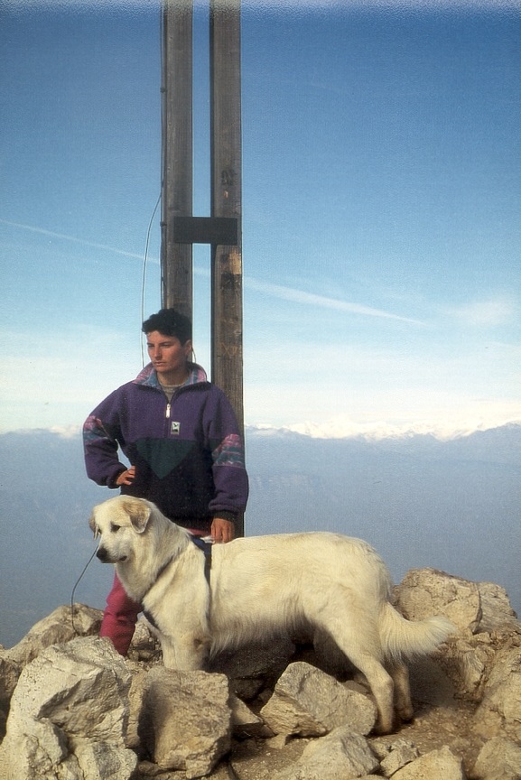 Pyrenäenberghund - Ayleen auf dem Gipfel