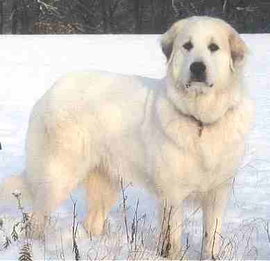 Pyrenäenberghund - Ayleen im Schnee