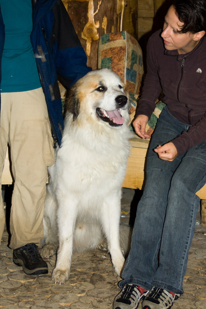 News und Bilder vom Pyrenäenberghund Welpentreffen 2008 - Balou