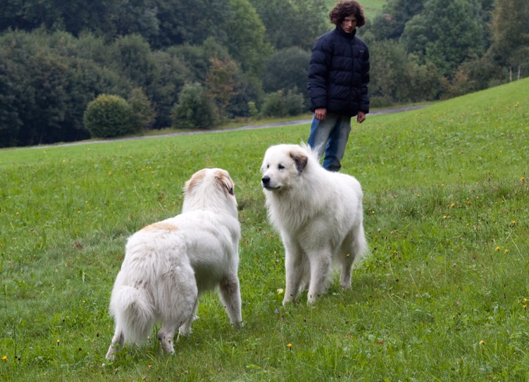 News und Bilder vom Pyrenäenberghund Welpentreffen 2008 - Anouk und Balou
