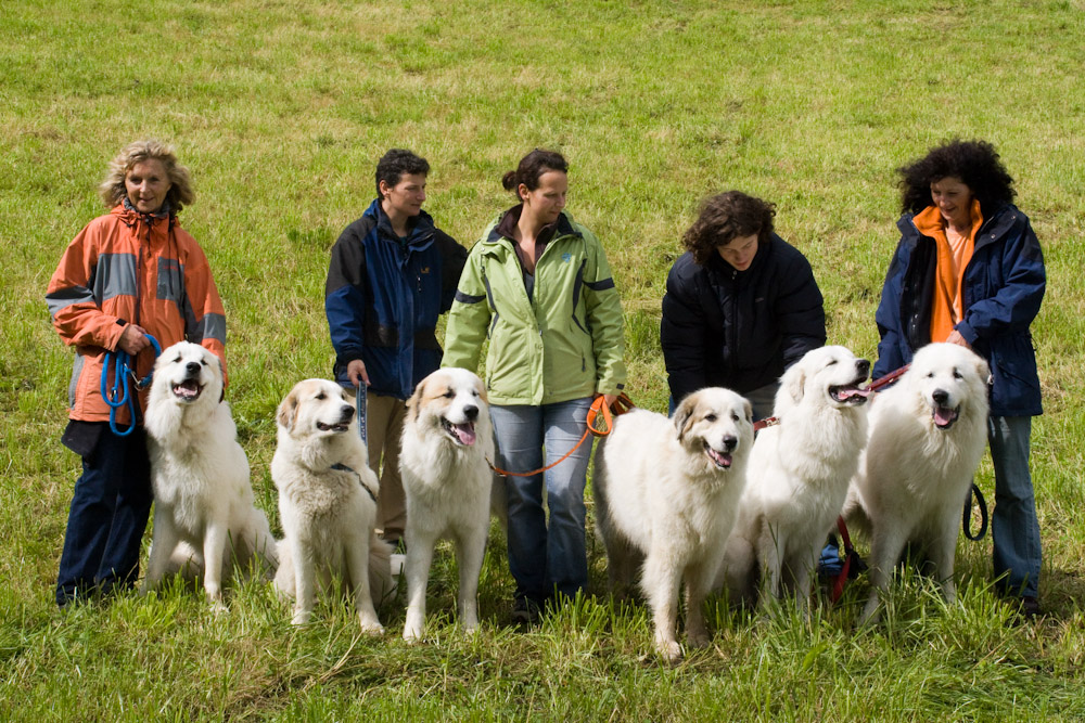 News und Bilder vom Pyrenäenberghund Welpentreffen 2008 - Gruppenbild