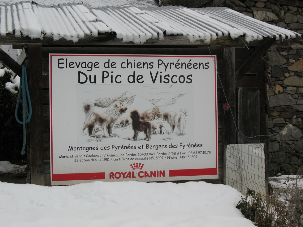 Pyrenäenberghund Héloise du Pic de Viscos - ihre Geschichte - Pic de Viscos