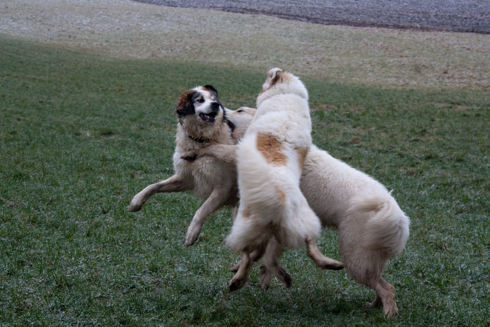 Pyrenäenberghund - Welpenspaziergang Januar 2012 - Alle Hunde fliegen hoch