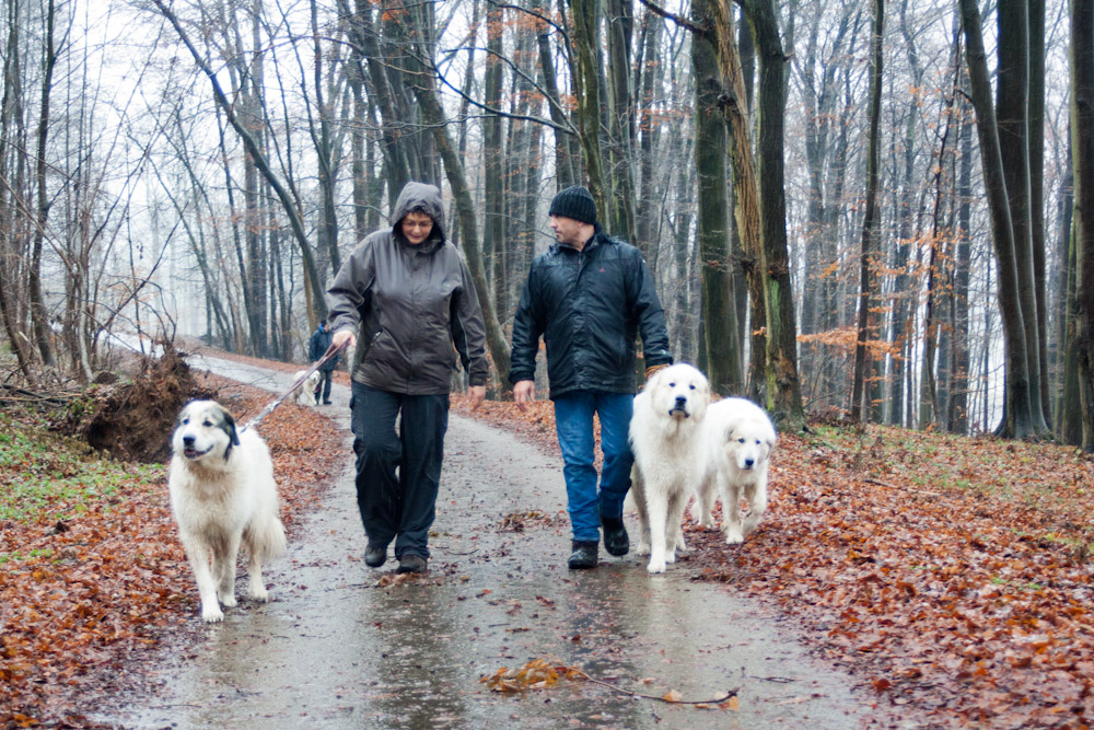Pyrenäenberghund - Welpenspaziergang Januar 2012 - Gruppenbild