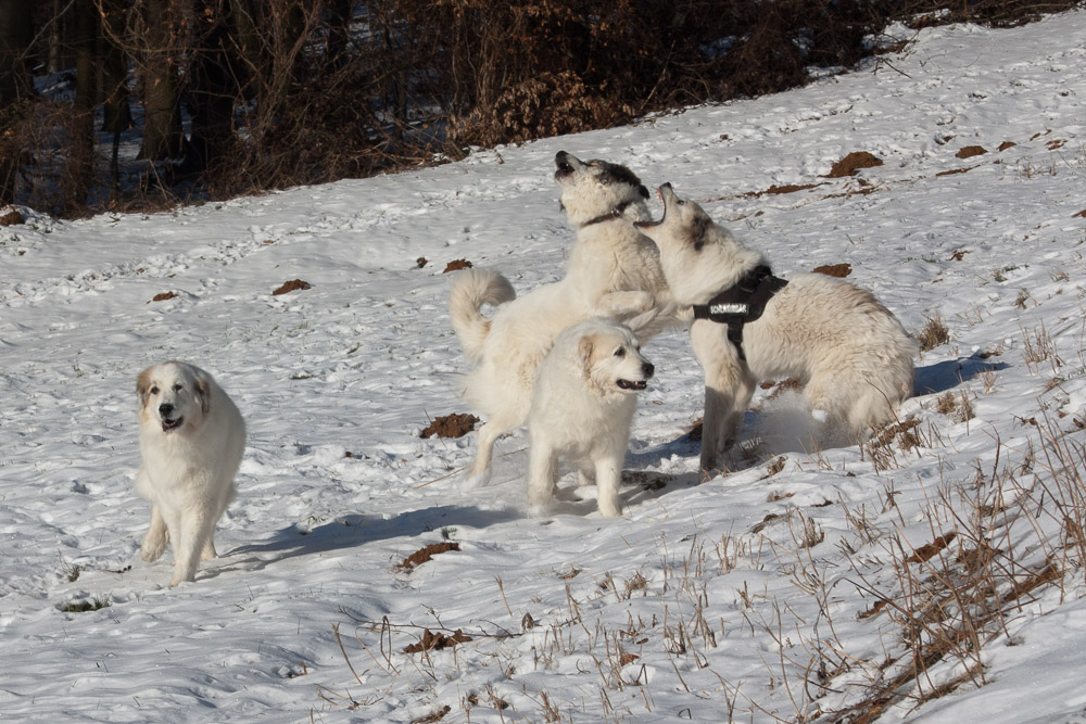 Pyrenäenberghund - Welpenspaziergang Februar 2012 - Zwei junge und zwei alte Bären