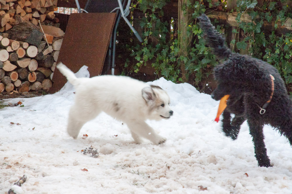 Pyrenäenberghund - Héloise, die erste Woche ist vorüber (Dezember 2012)