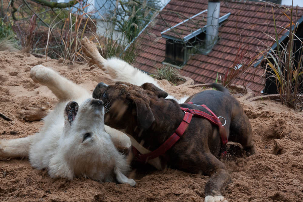 Pyrenäenberghund - Besuch von Belan - November 2013 - Gruppenbild
