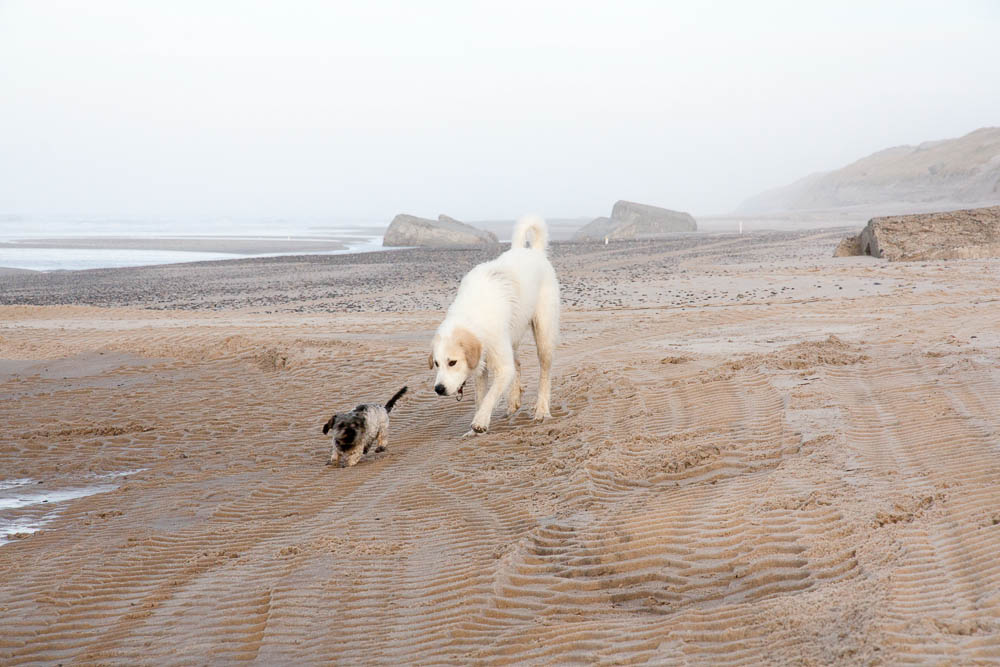 Urlaub mit Pyrenäenberghund - Dezember 2013 - Dänemark - Houvig (Nordsee)