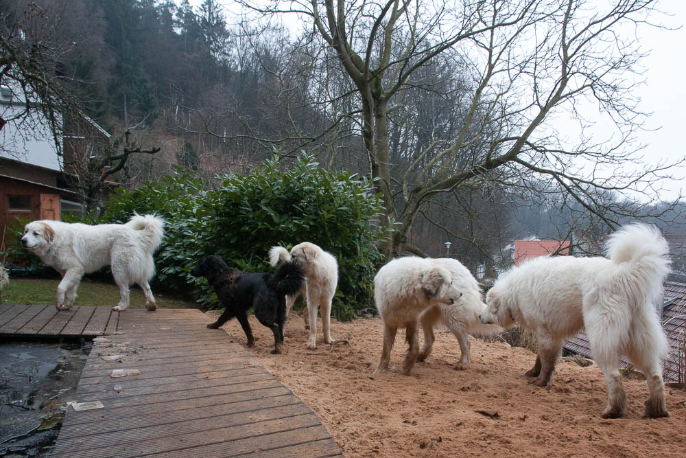 Pyrenäenberghund - Silvester 2013 - Gruppenbild