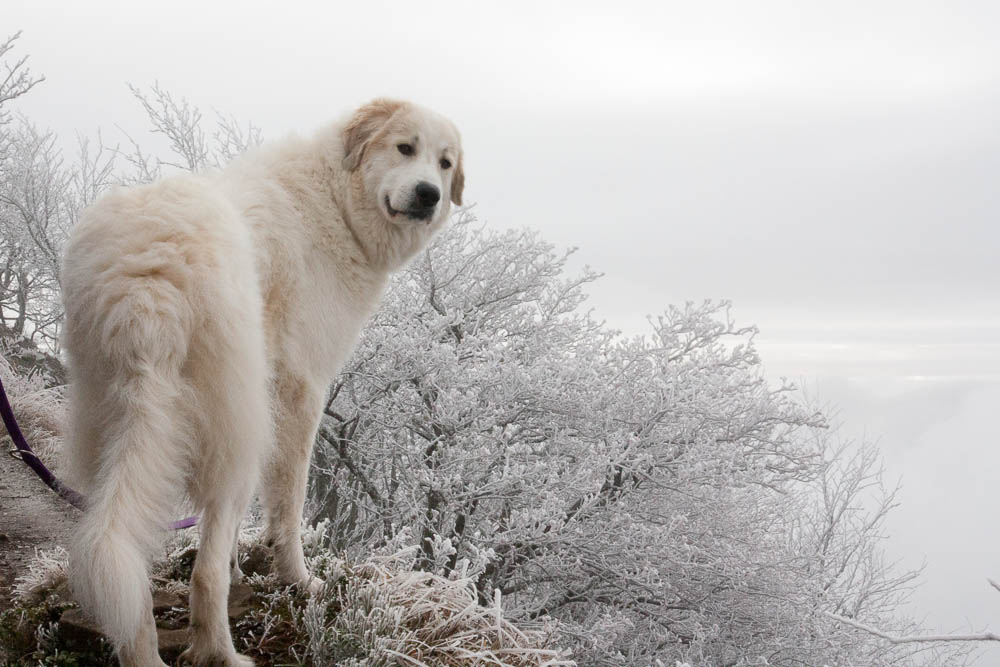 Urlaub mit Pyrenäenberghund Dezember 2014 - Frankreich - St. Amarin (Elsass)