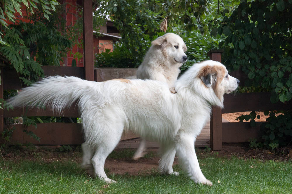 Pyrenäenberghund - Heliose und Balou du Petiti-Voyou