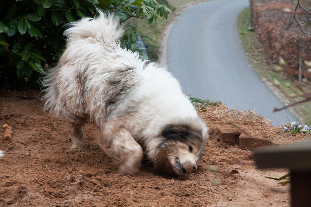 Pyrenäenberghund - 12. März 2016 - Besuch von Charif - Gruppenbild
