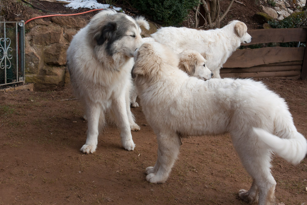 Pyrenäenberghund - 16. März 2016 - Charif und Dominique