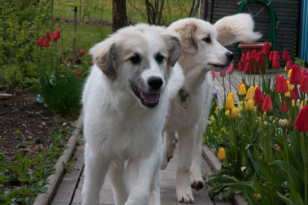 Pyrenäenberghund - 27. April 2016 - Zu Besuch bei Dorine
