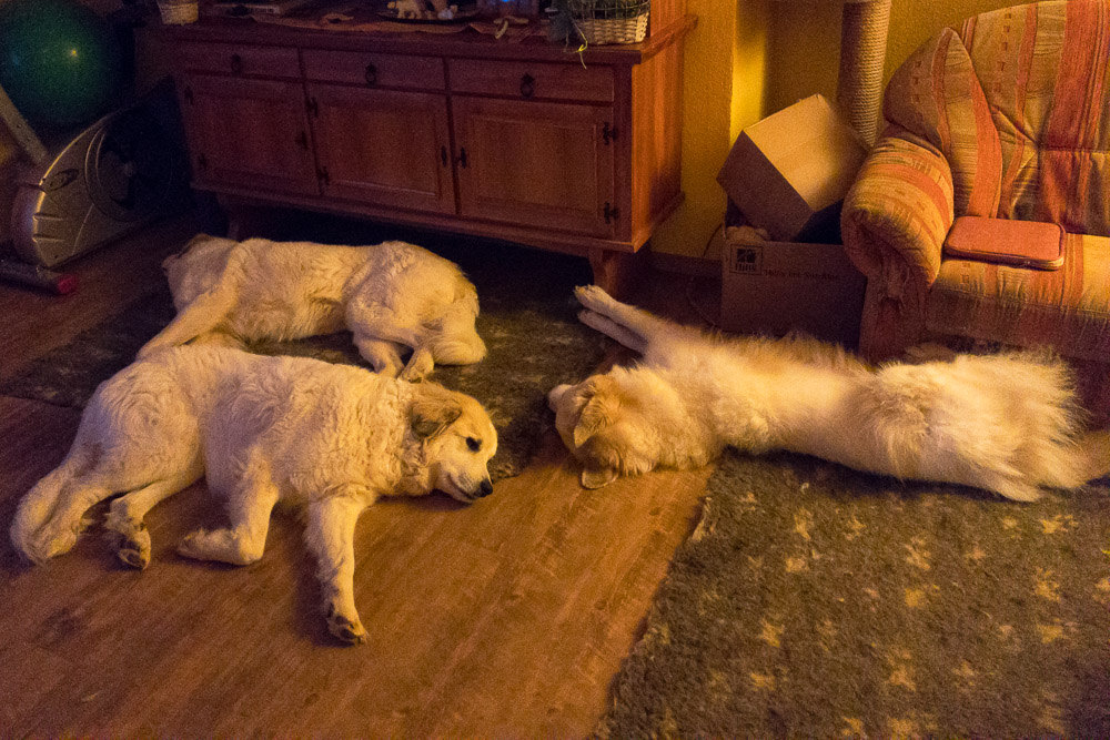 Pyrenäenberghund - 28. bis 31.12.2019 Besuch von Dorine