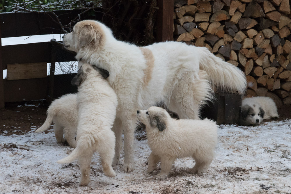 Pyrenäenberghund - 04. Januar 2021 - Die „G‘s“ sind neun Wochen alt