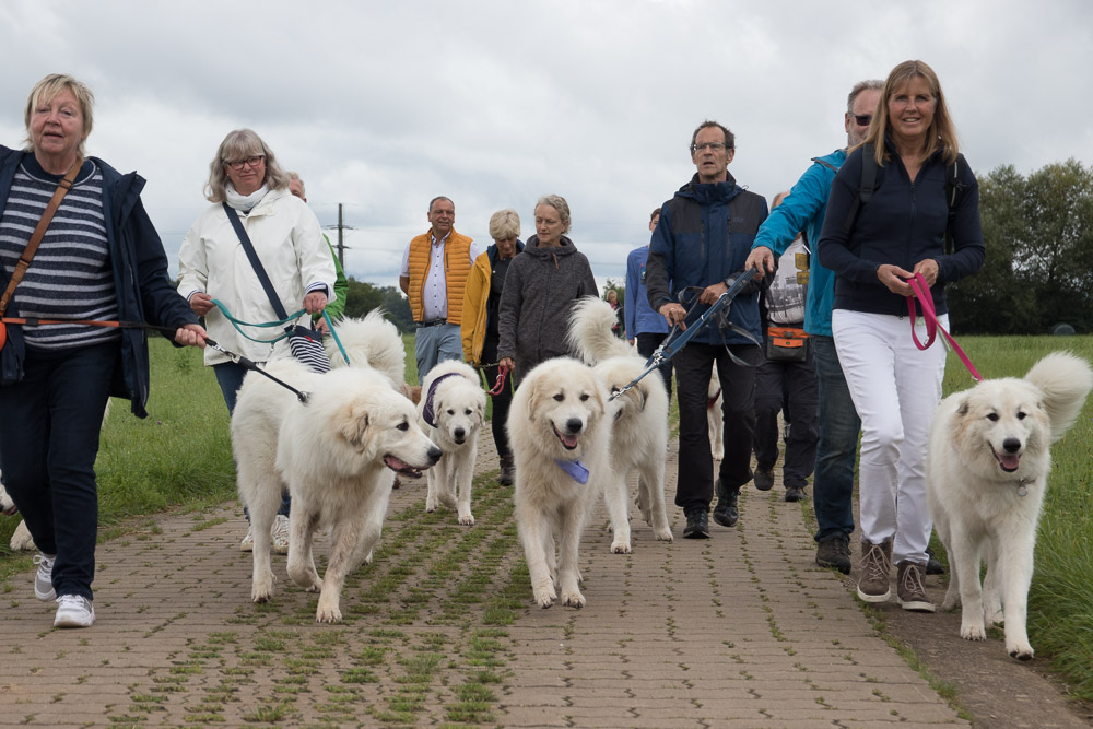 Pyrenäenberghund - 28./29. August 2021 - Hunderallye und Nachzuchtbeurteilung