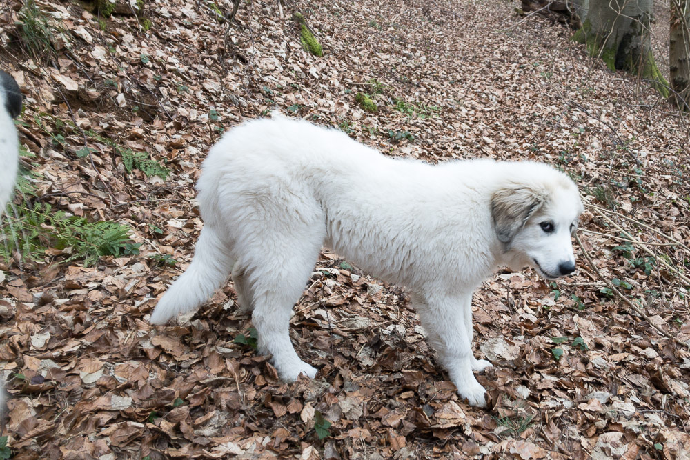Pyrenäenberghund - 3. - 11. März 2021 - Besuch von Giselle und Grisu