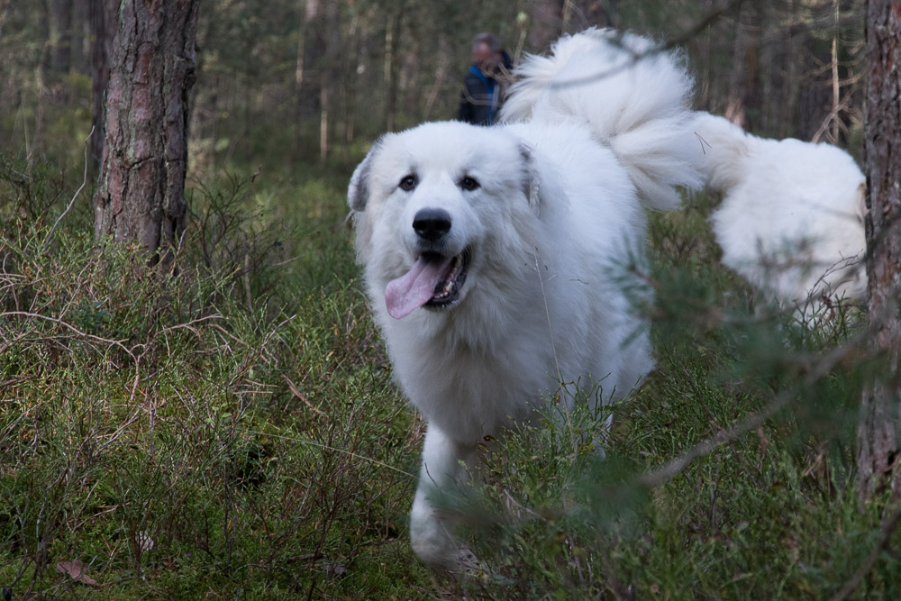 Pyrenäenberghund - 17. Oktober 2021 - Trail Spaziergang