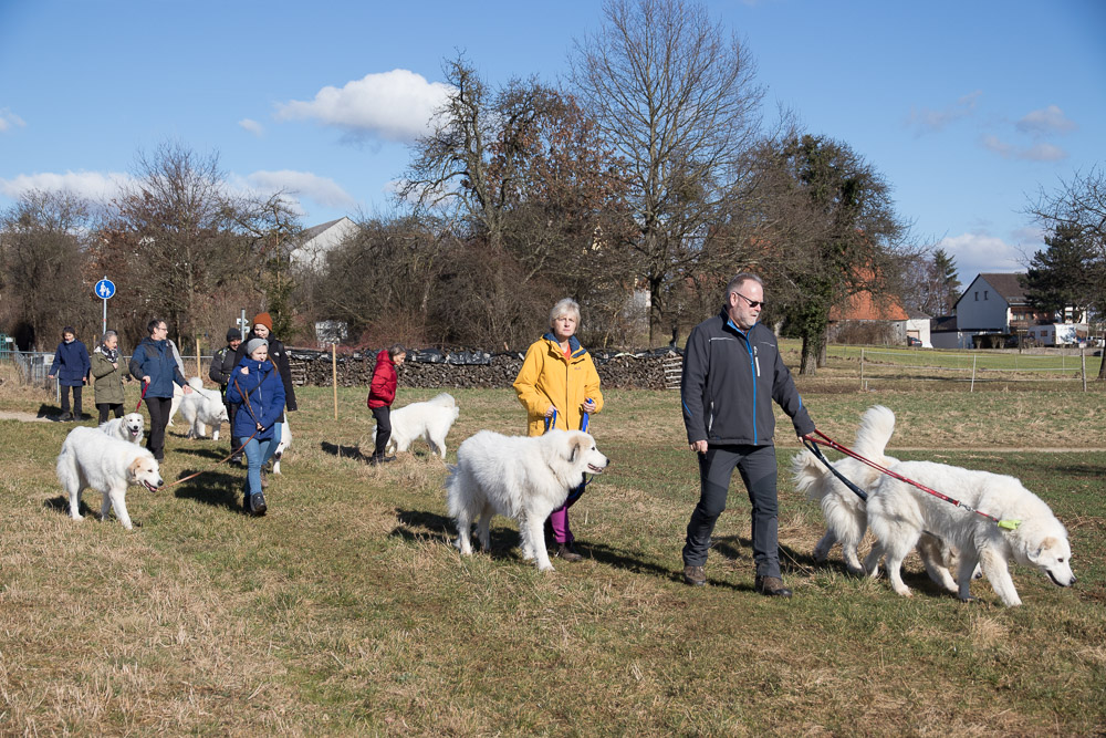 Pyrenäenberghund - 12. Februar 2022 - Spaziergang am Moritzberg