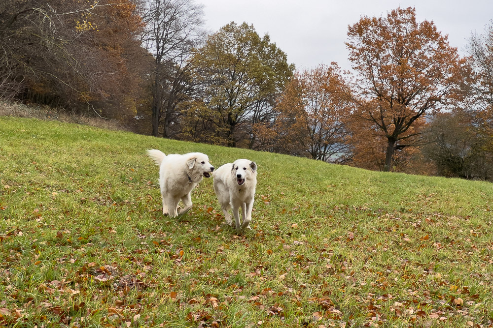 Pyrenäenberghund - 22. November 2023 - Besuch von Filip