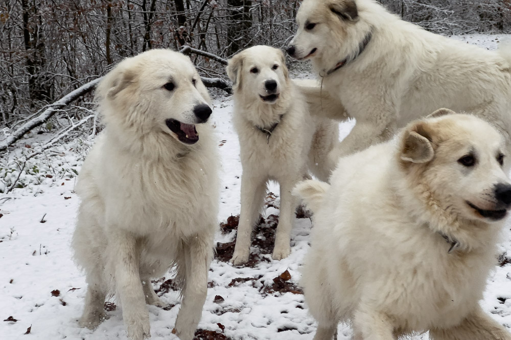 Pyrenäenberghund - 24. - 25. November 2023 - Besuch von Faina, Grisu und Asko