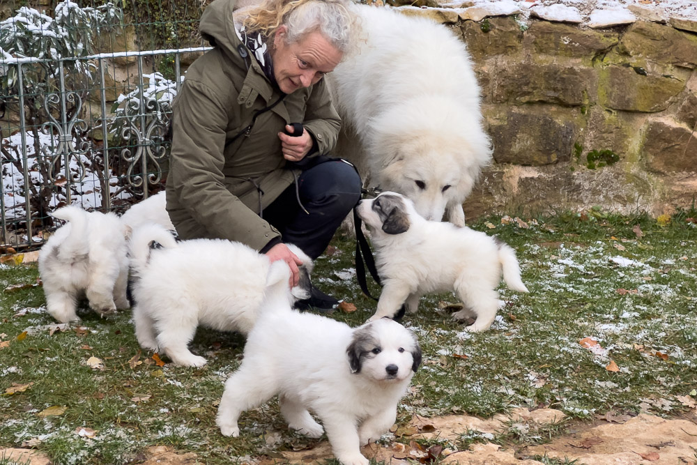 Pyrenäenberghund - 24. - 25. November 2023 - Besuch von Faina, Grisu und Asko