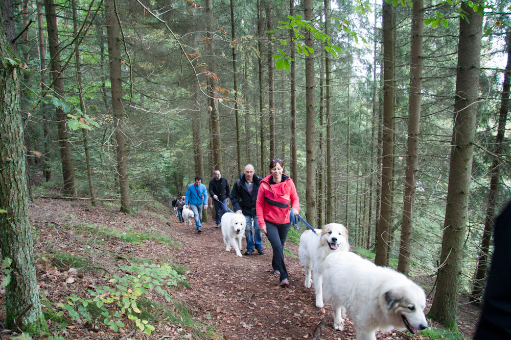 News und Bilder vom Pyrenäenberghund Welpentreffen 2010 - Spaziergang mit ...