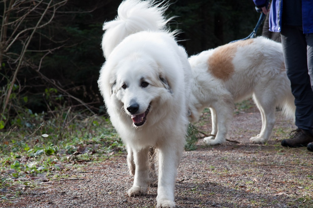 Pyrenäenberghund - Zu Besuch bei Basil - Januar 2011 - ... beim Spaziergang