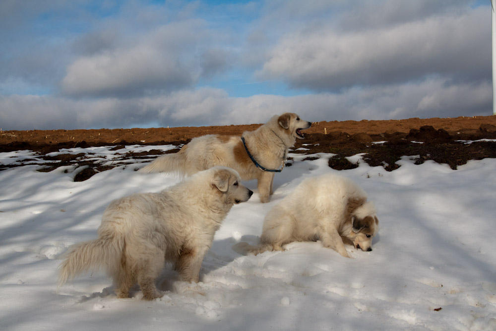 Pyrenäenberghund - Welpenpaziergang Februar 2011 - Erfrischung und ...