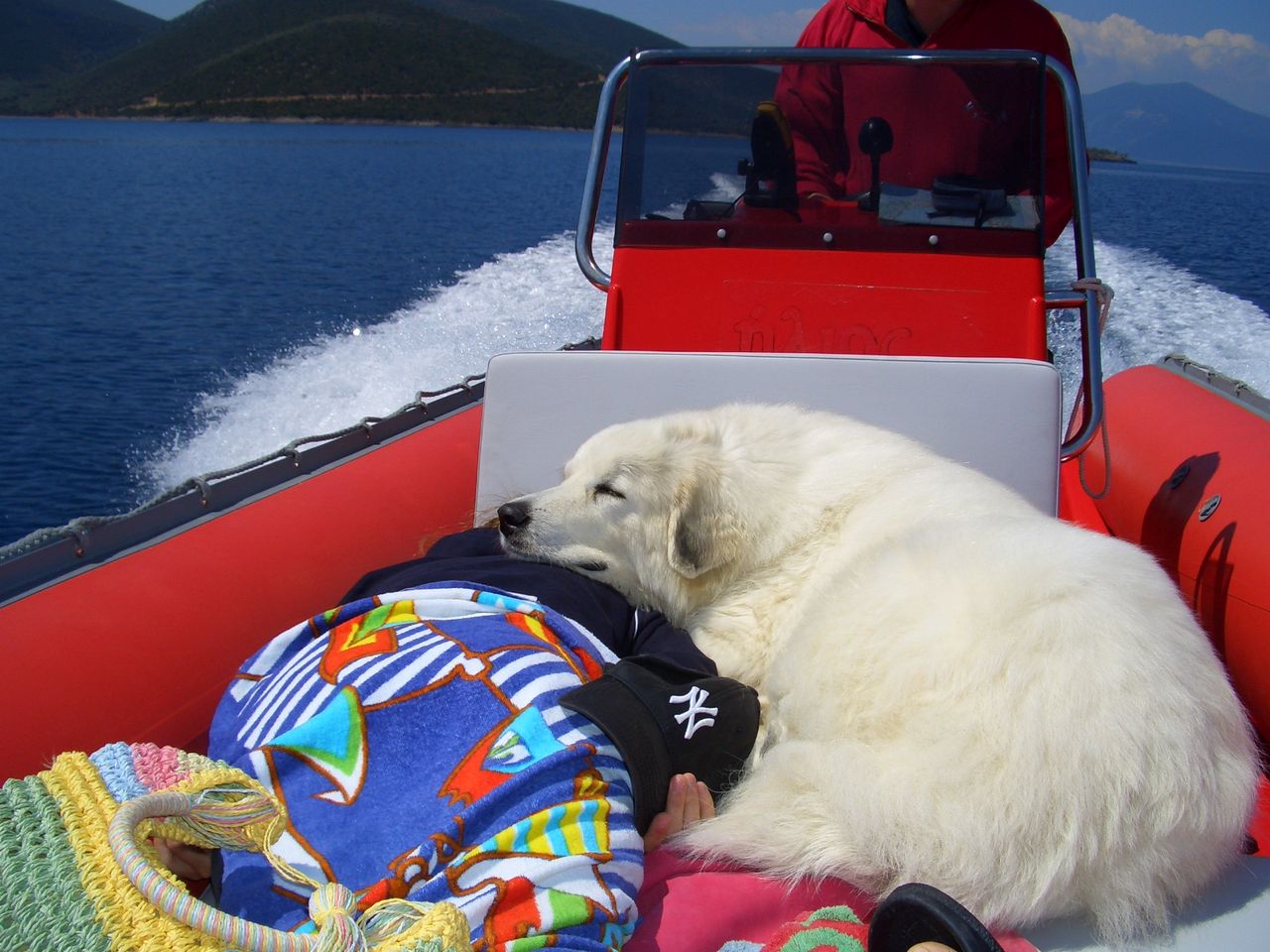 Pyrenäenberghund - Avalanche im Boot