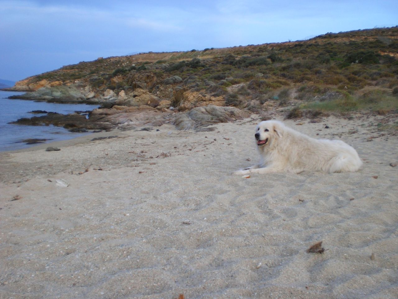 Pyrenäenberghund - Avalanche Strand