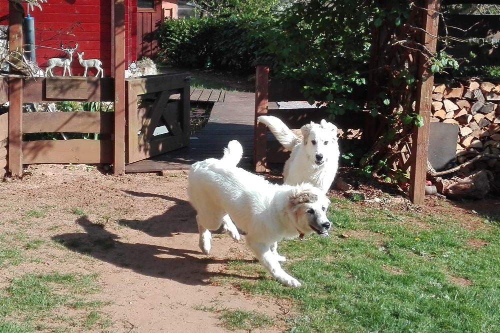 Pyrenäenberghund - Anfang Mai 2016 Besuch von Papa Balou