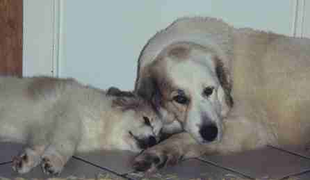 Pyrenäenberghund Ariadne und Anshuli