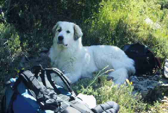 Pyrenäenberghund Anshuli bewacht das Gepäck