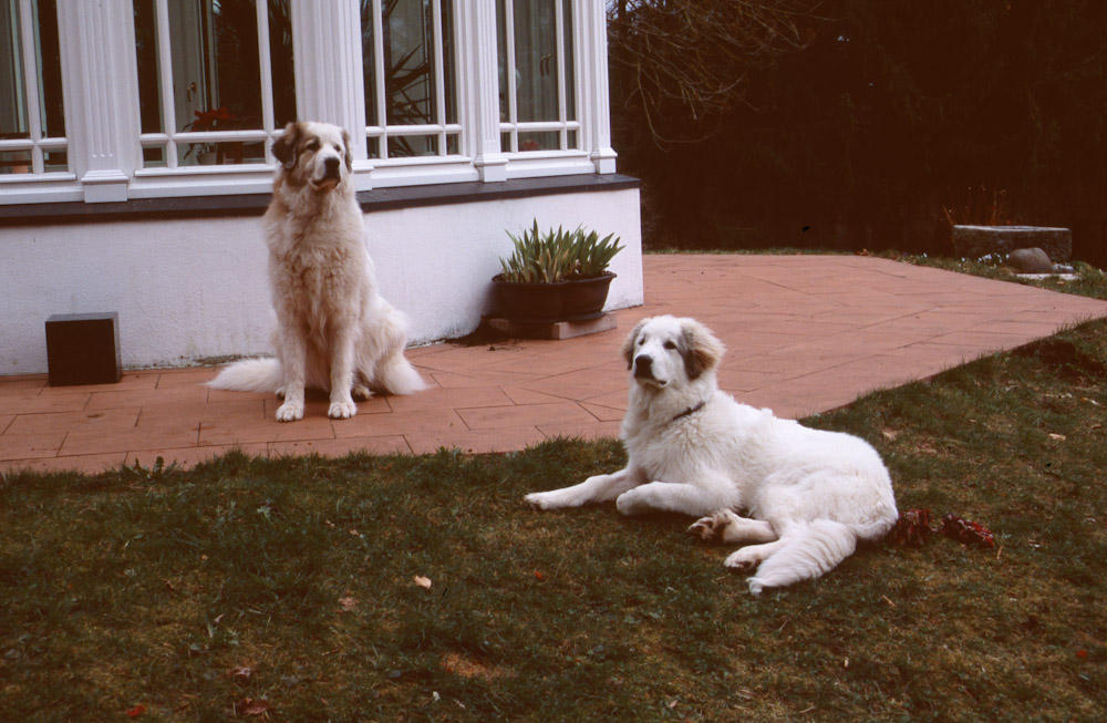 Pyrenäenberghund B-Wurf - mit Tante im Garte wachteln
