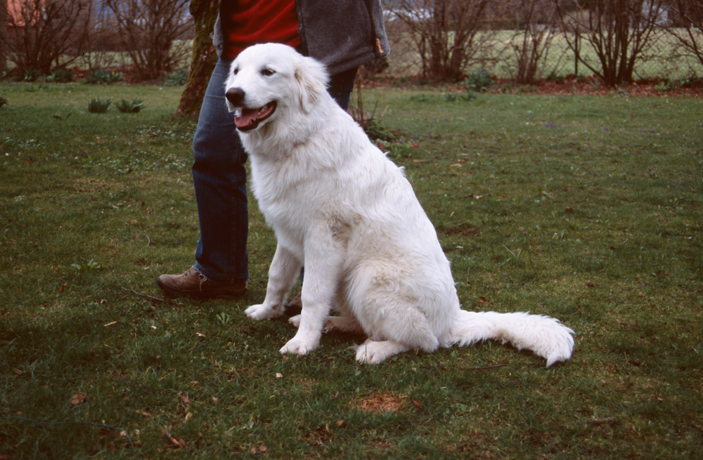 Pyrenäenberghund B-Wurf - Blanche