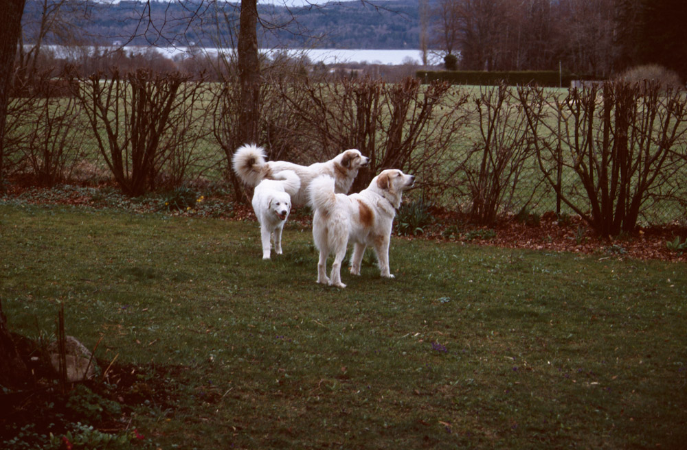 Pyrenäenberghund B-Wurf - drei Pyris passen auf
