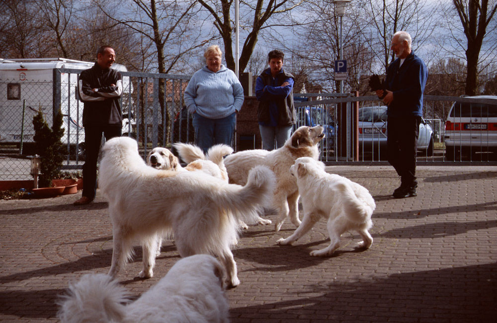 Pyrenäenberghund B-Wurf - Familentreffen