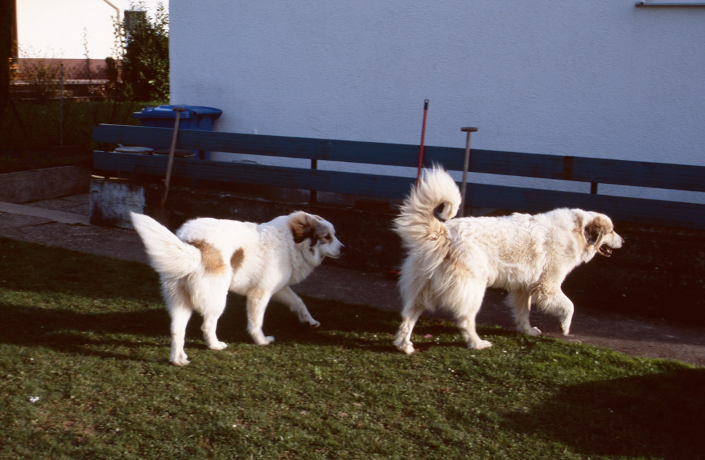 Pyrenäenberghund B-Wurf - Bisou mit Tante