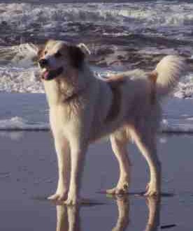 Pyrenäenberghund Ariadne an der Nordsee