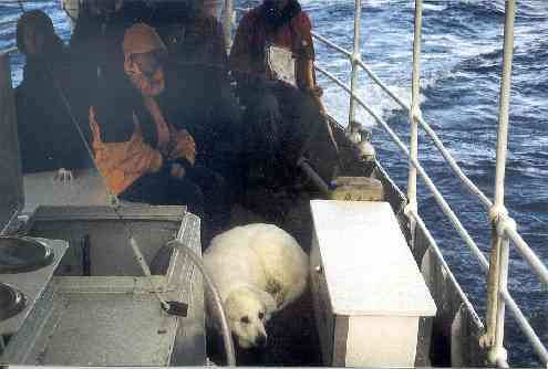 Pyrenäenberghund - Ayleen im Boot