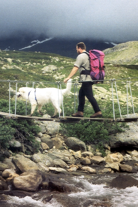 Pyrenäenberghund - Ayleen in Norwegen