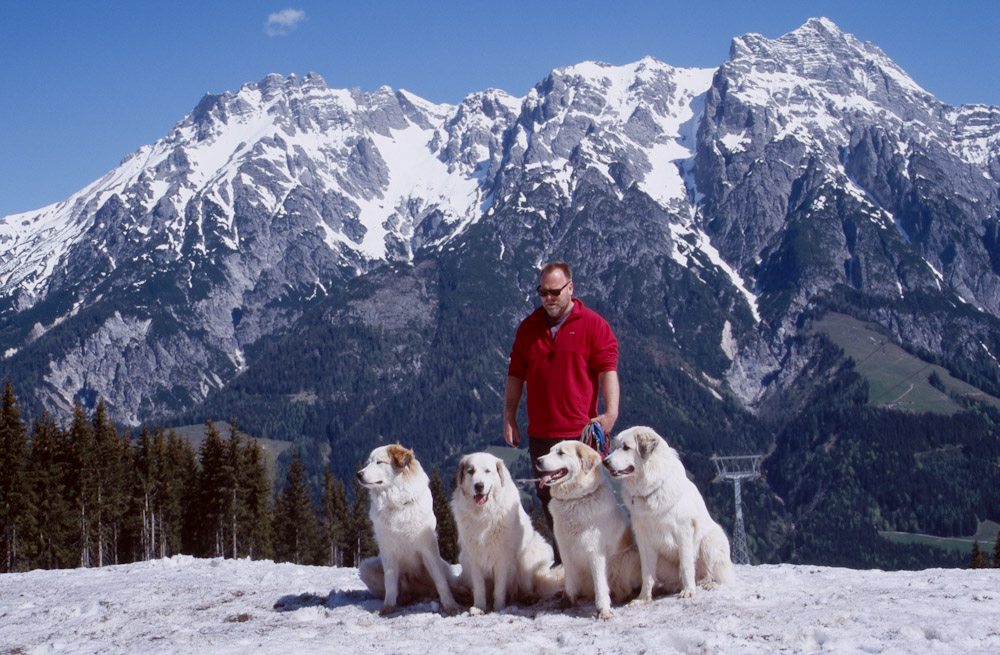 Pyrenäenberghund B-Wurf - Gruppenbild in Saalfelden