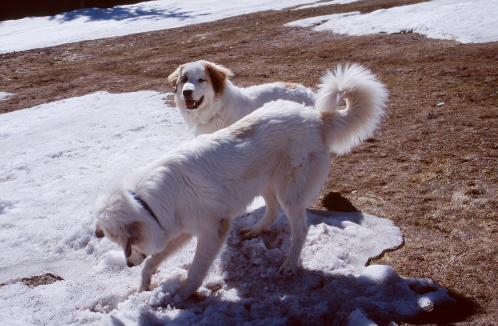 Pyrenäenberghund B-Wurf - Schnee im Mai