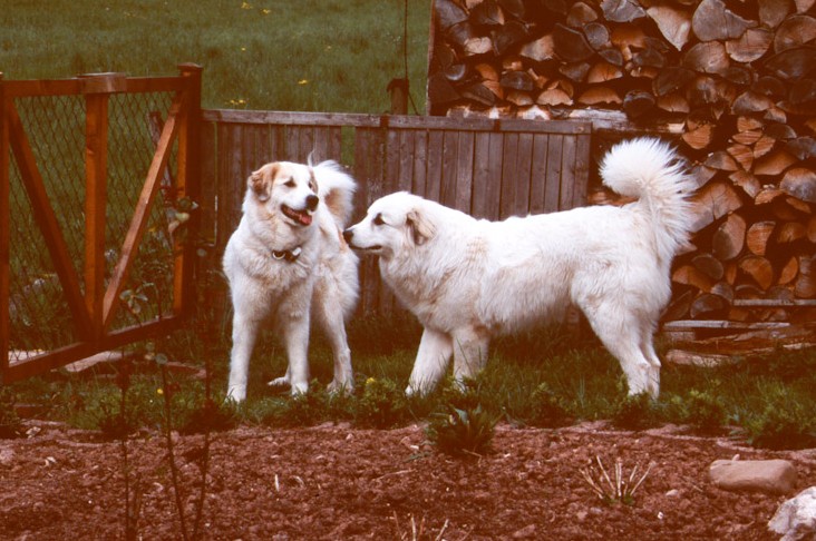 Pyrenäenberghund B-Wurf - Basil und Ariadne 1