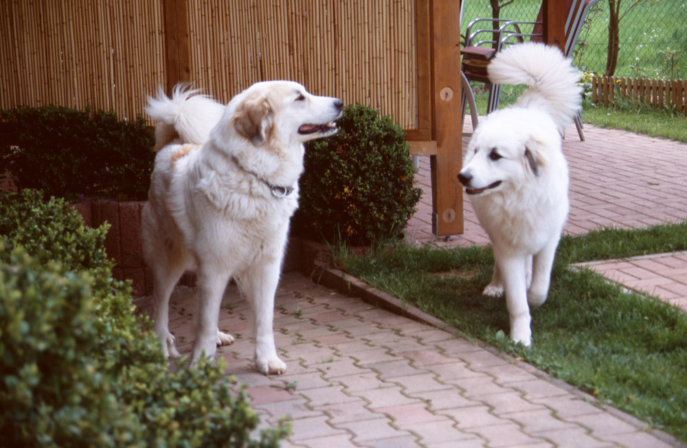 Pyrenäenberghund B-Wurf - Basil und Ariadne 2