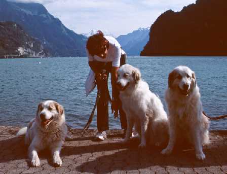 Pyrenäenberghund B-Wurf - Gruppenbild am See