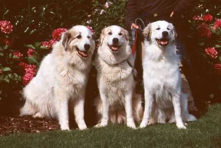 Pyrenäenberghund B-Wurf - Gruppenbild